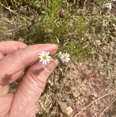 Vittadinia muelleri (Narrow-leafed New Holland Daisy) at Aranda, ACT - 18 Nov 2022 by lbradley