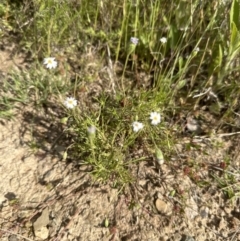 Vittadinia muelleri at Aranda, ACT - 18 Nov 2022