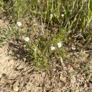 Vittadinia muelleri at Aranda, ACT - 18 Nov 2022