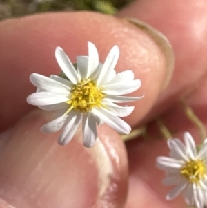 Vittadinia muelleri at Aranda, ACT - 18 Nov 2022