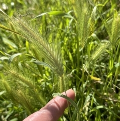 Hordeum leporinum (Barley Grass) at Molonglo Valley, ACT - 18 Nov 2022 by lbradley