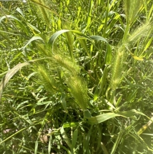 Hordeum leporinum at Molonglo Valley, ACT - 18 Nov 2022