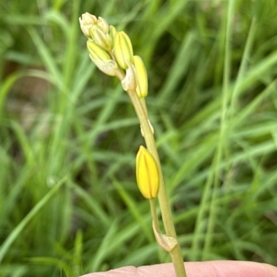 Bulbine bulbosa (Golden Lily) at Aranda Bushland - 18 Nov 2022 by lbradley