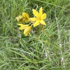 Bulbine bulbosa at Molonglo Valley, ACT - 18 Nov 2022