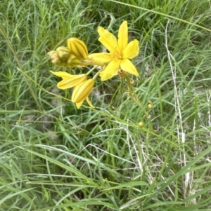 Bulbine bulbosa at Aranda, ACT - 18 Nov 2022 04:24 PM