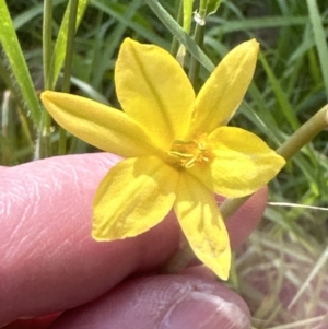 Bulbine bulbosa at Aranda, ACT - 18 Nov 2022 04:24 PM