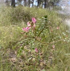 Indigofera adesmiifolia (Tick Indigo) at Aranda, ACT - 18 Nov 2022 by lbradley