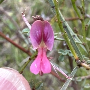 Indigofera adesmiifolia at Aranda, ACT - 18 Nov 2022