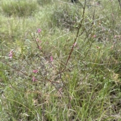 Indigofera adesmiifolia at Aranda, ACT - 18 Nov 2022