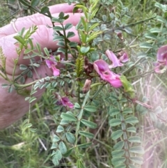 Indigofera adesmiifolia at Aranda, ACT - 18 Nov 2022