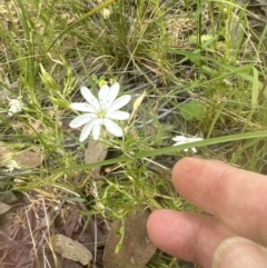 Stellaria pungens (Prickly Starwort) at Aranda, ACT - 18 Nov 2022 by lbradley