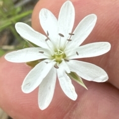 Stellaria pungens at Aranda, ACT - 18 Nov 2022 03:54 PM