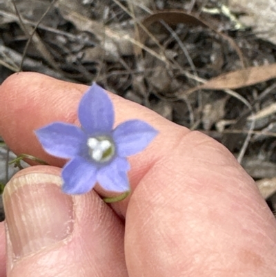 Wahlenbergia multicaulis (Tadgell's Bluebell) at Aranda Bushland - 18 Nov 2022 by lbradley