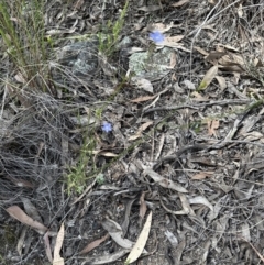 Wahlenbergia multicaulis at Aranda, ACT - 18 Nov 2022