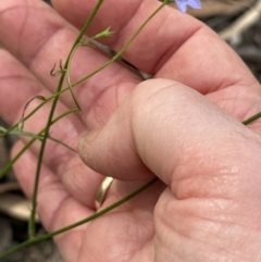 Wahlenbergia multicaulis at Aranda, ACT - 18 Nov 2022