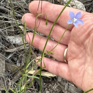 Wahlenbergia multicaulis at Aranda, ACT - 18 Nov 2022