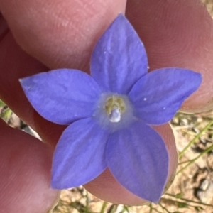 Wahlenbergia stricta subsp. stricta at Aranda, ACT - 18 Nov 2022