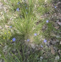 Wahlenbergia stricta subsp. stricta at Aranda, ACT - 18 Nov 2022