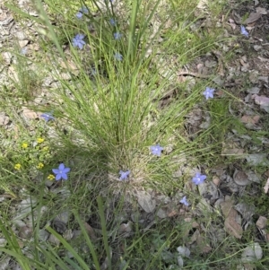 Wahlenbergia stricta subsp. stricta at Aranda, ACT - 18 Nov 2022 02:35 PM