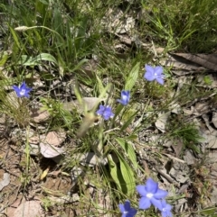 Wahlenbergia stricta subsp. stricta at Aranda, ACT - 18 Nov 2022