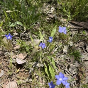 Wahlenbergia stricta subsp. stricta at Aranda, ACT - 18 Nov 2022