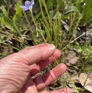 Wahlenbergia stricta subsp. stricta at Aranda, ACT - 18 Nov 2022 02:35 PM