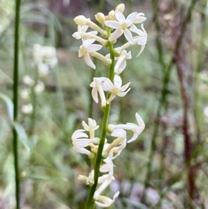 Stackhousia monogyna at Kowen, ACT - 18 Nov 2022 07:43 AM