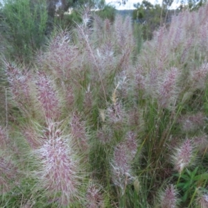 Austrostipa densiflora at Farrer, ACT - 18 Nov 2022 07:09 PM