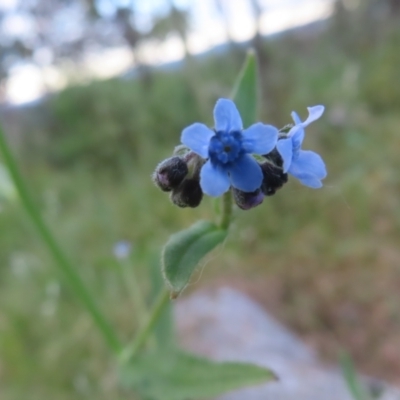 Cynoglossum australe (Australian Forget-me-not) at Farrer, ACT - 18 Nov 2022 by MatthewFrawley