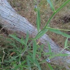 Cynoglossum australe at Farrer, ACT - 18 Nov 2022