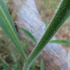 Cynoglossum australe at Farrer, ACT - 18 Nov 2022