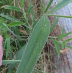 Cynoglossum australe at Farrer, ACT - 18 Nov 2022 07:11 PM