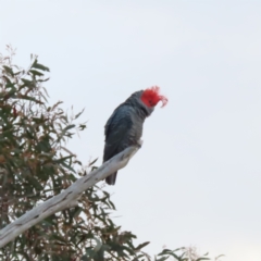 Callocephalon fimbriatum (Gang-gang Cockatoo) at Farrer Ridge - 18 Nov 2022 by MatthewFrawley