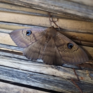 Dasypodia selenophora at Bungendore, NSW - 18 Nov 2022