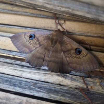 Dasypodia selenophora (Southern old lady moth) at Bungendore, NSW - 18 Nov 2022 by clarehoneydove