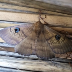 Dasypodia selenophora at Bungendore, NSW - 18 Nov 2022