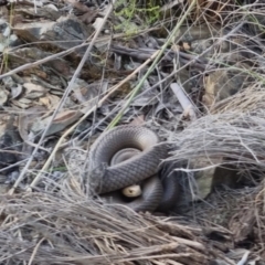 Pseudonaja textilis (Eastern Brown Snake) at Bungendore, NSW - 18 Nov 2022 by clarehoneydove