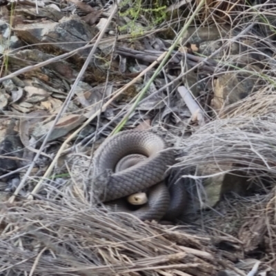 Pseudonaja textilis (Eastern Brown Snake) at QPRC LGA - 18 Nov 2022 by clarehoneydove