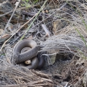 Pseudonaja textilis at Bungendore, NSW - 18 Nov 2022 06:24 PM