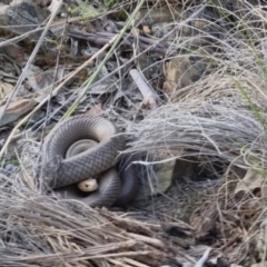 Pseudonaja textilis at Bungendore, NSW - 18 Nov 2022 06:24 PM