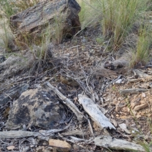 Pseudonaja textilis at Bungendore, NSW - 18 Nov 2022