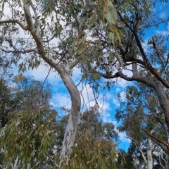 Eucalyptus mannifera subsp. mannifera (Brittle Gum) at Bungendore, NSW - 18 Nov 2022 by clarehoneydove