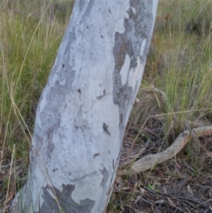 Eucalyptus mannifera subsp. mannifera at Bungendore, NSW - 18 Nov 2022