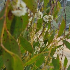Eucalyptus mannifera subsp. mannifera at Bungendore, NSW - 18 Nov 2022