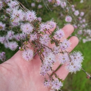 Kunzea parvifolia at Bungendore, NSW - 18 Nov 2022 06:15 PM