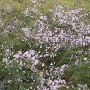 Kunzea parvifolia at Bungendore, NSW - 18 Nov 2022