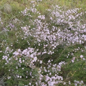 Kunzea parvifolia at Bungendore, NSW - 18 Nov 2022 06:15 PM