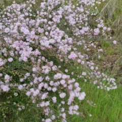 Kunzea parvifolia at Bungendore, NSW - 18 Nov 2022 06:15 PM