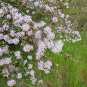 Kunzea parvifolia at Bungendore, NSW - 18 Nov 2022 06:15 PM