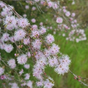 Kunzea parvifolia at Bungendore, NSW - 18 Nov 2022 06:15 PM